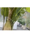 AVE PARAISO- PLANTA ARTIFICIAL H250